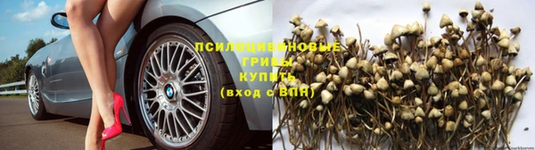 шишки Новозыбков